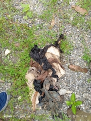 Temuan penyumbatan dalam pipa distribusi